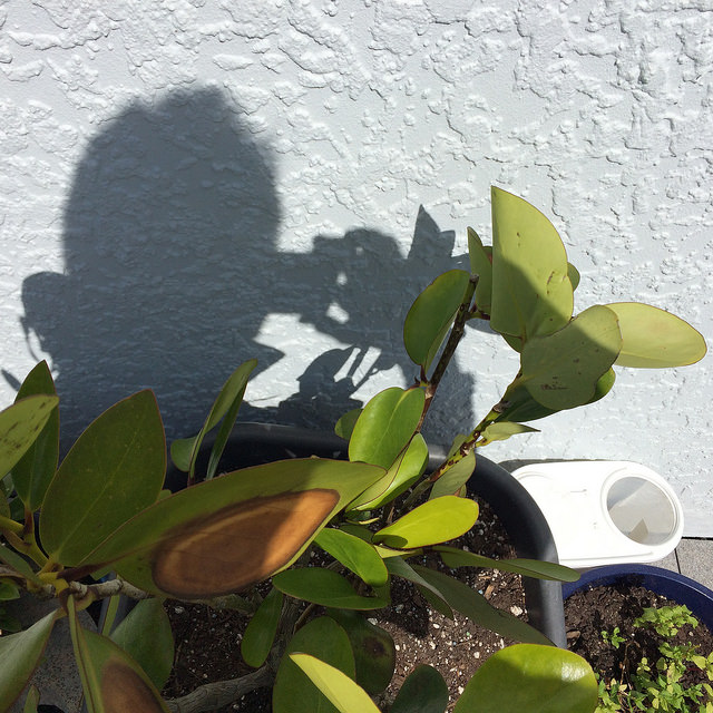 Photo of shadow taking a photo