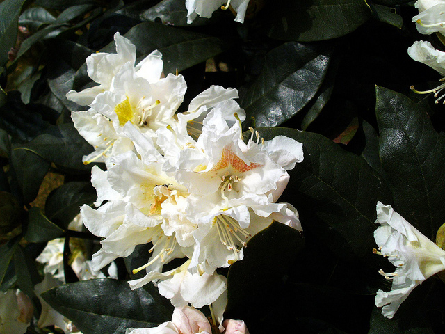 8710461381_8ae7fbfa00_z (1).jpg