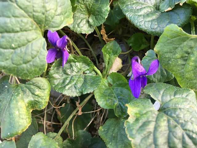 36761411796_b6f02d1d51_z