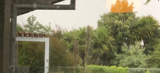 Home swimming pool with golden light reflected on a treetop