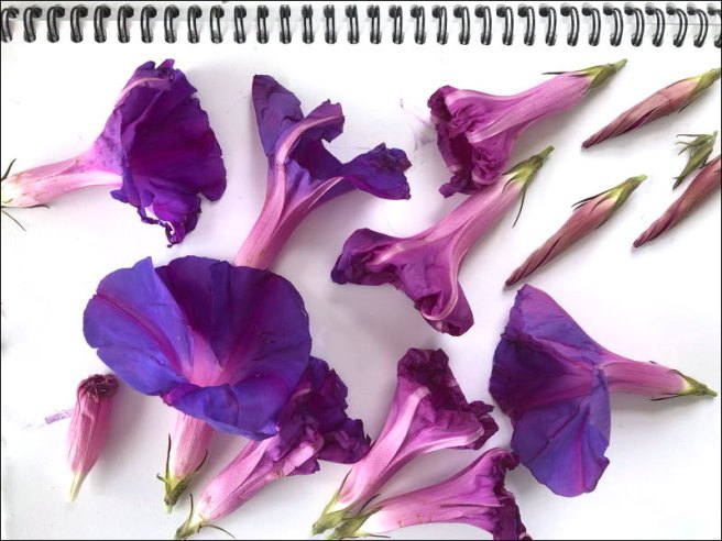 motley-morning-glories-upside-border