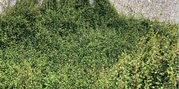 Creeping muehlenbeckia on Te Papa wall, Wellington Harbour