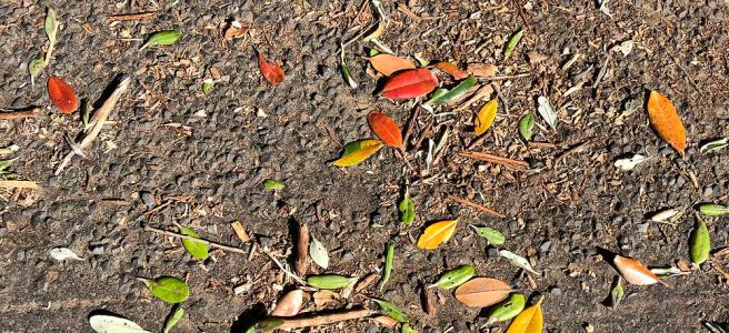 Red, yellow, green and brown leaves under a pohutukawa tree
