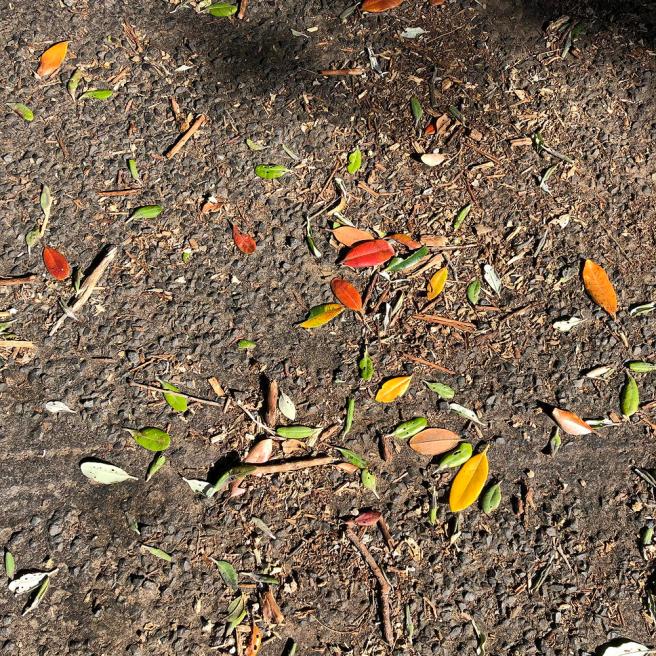 Red, yellow, green and brown leaves under a pohutukawa tree