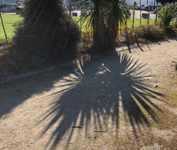 Photo of NZ mountain cabbage tree with large shadow