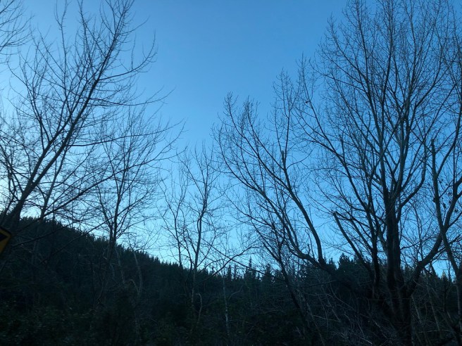 Bare trees silhouetted against a twilight blue sky