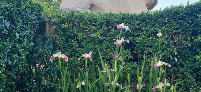 Stone lion, hedge, and water irises